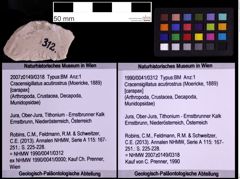 Foto (Objekt + Etiketten) von Cracensigillatus acutirostrus (Moericke, 1889) (NHMW-GEO-1990-0041-0312)